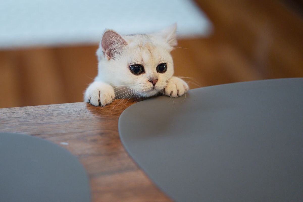 Чому не потрібно лаяти кішку, яка звикла лазити на стіл. Чим годувати домашню кішку, щоб відвадити її лазити на стіл.