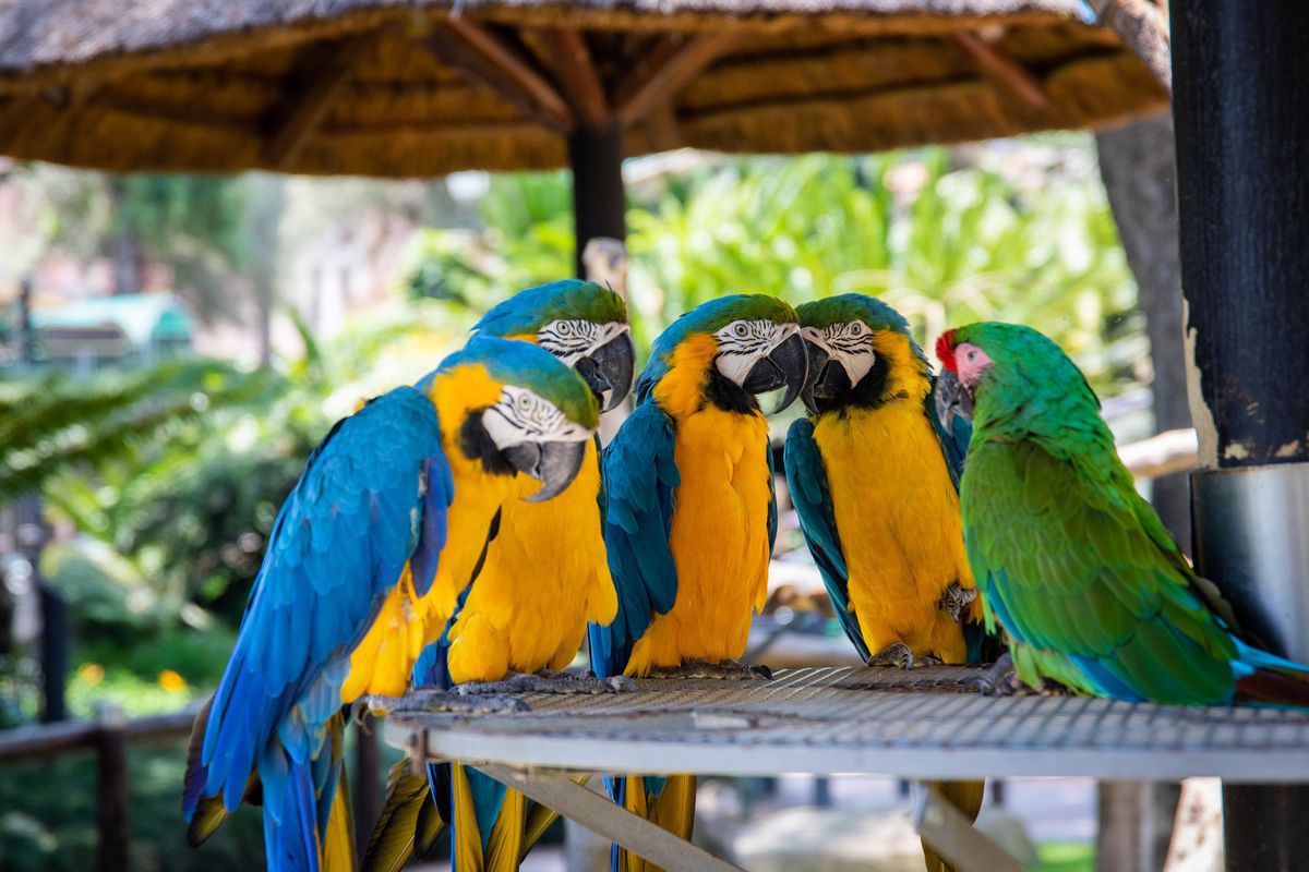 У британському зоопарку ізолювали папуг, які висловлювали нецензурні вирази на адресу відвідувачів. Оскільки основними відвідувачами зоопарку є діти.
