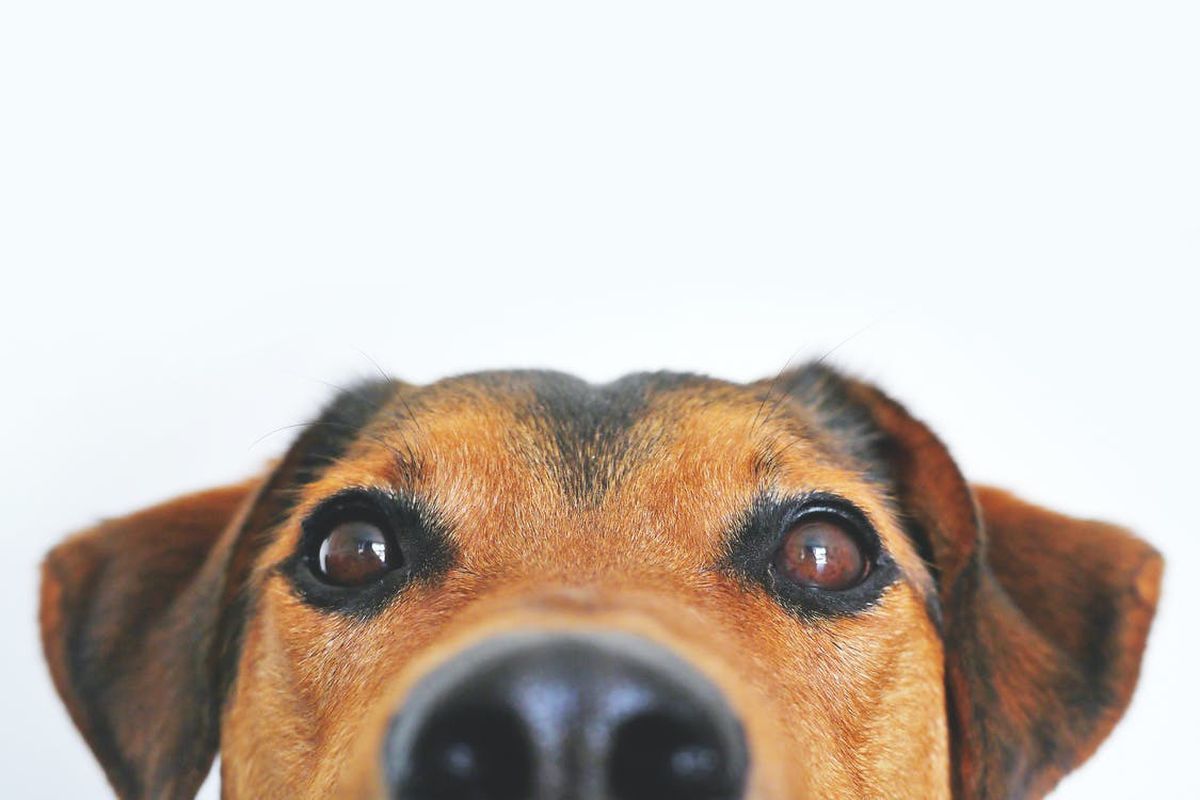 У собаки тріскається ніс — про які захворювання це може свідчити. Потрісканий ніс — очевидна ознака певних змін в організмі вашого вихованця.