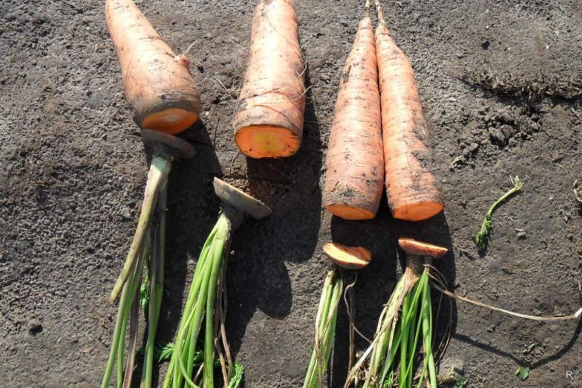 Як обрізати моркву на зберігання взимку в погребі і чи потрібно її мити перед цим. Щоб морква зберігалася довго взимку, необхідно правильно її обрізати і підготувати.