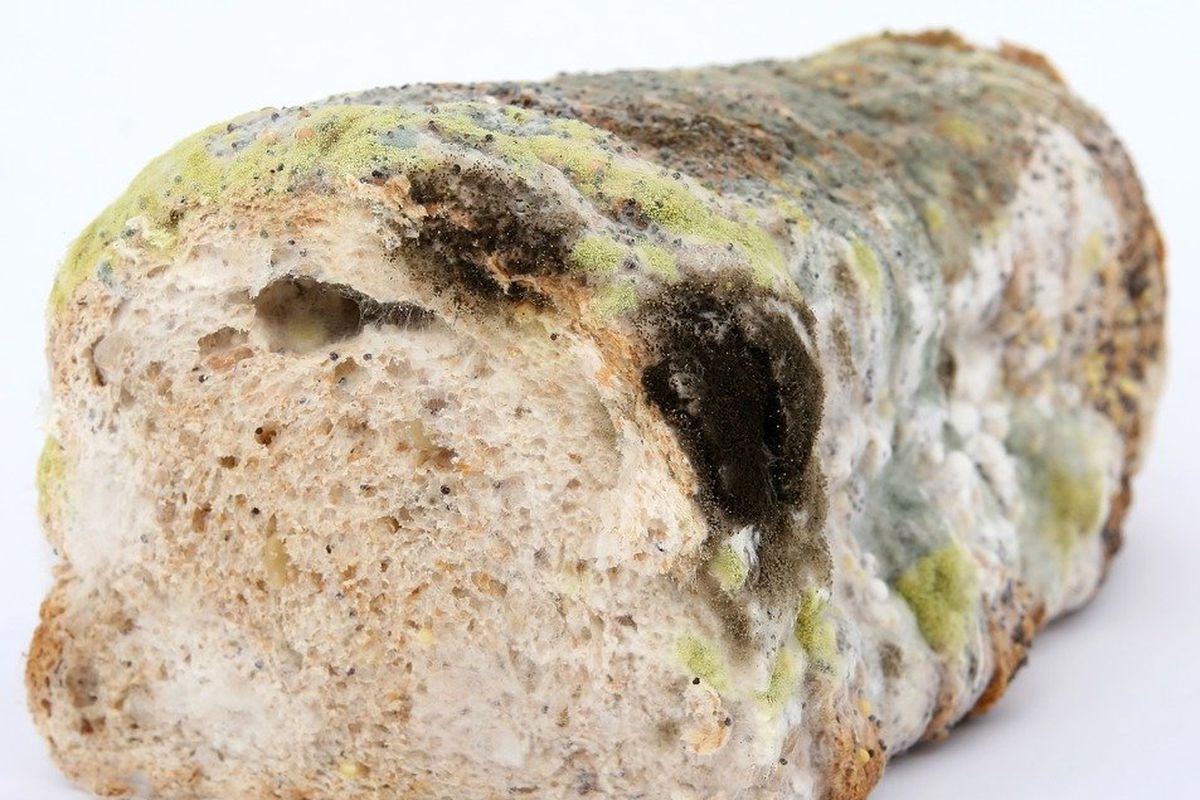 Куплений хліб швидко пліснявіє — причини чому так відбувається. Як зберегти хліб від передчасного ураження цвіллю.