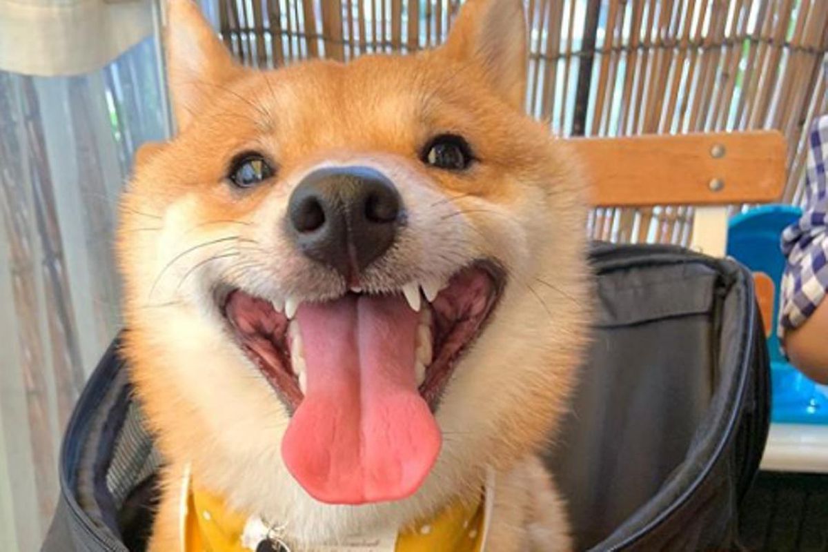 Собака так мило посміхається, що став зіркою Інтернету — кількості його підписників позаздрять навіть відомі блогери. Він змушує посміхатися кожного, хто дивиться на нього по той бік екрану.