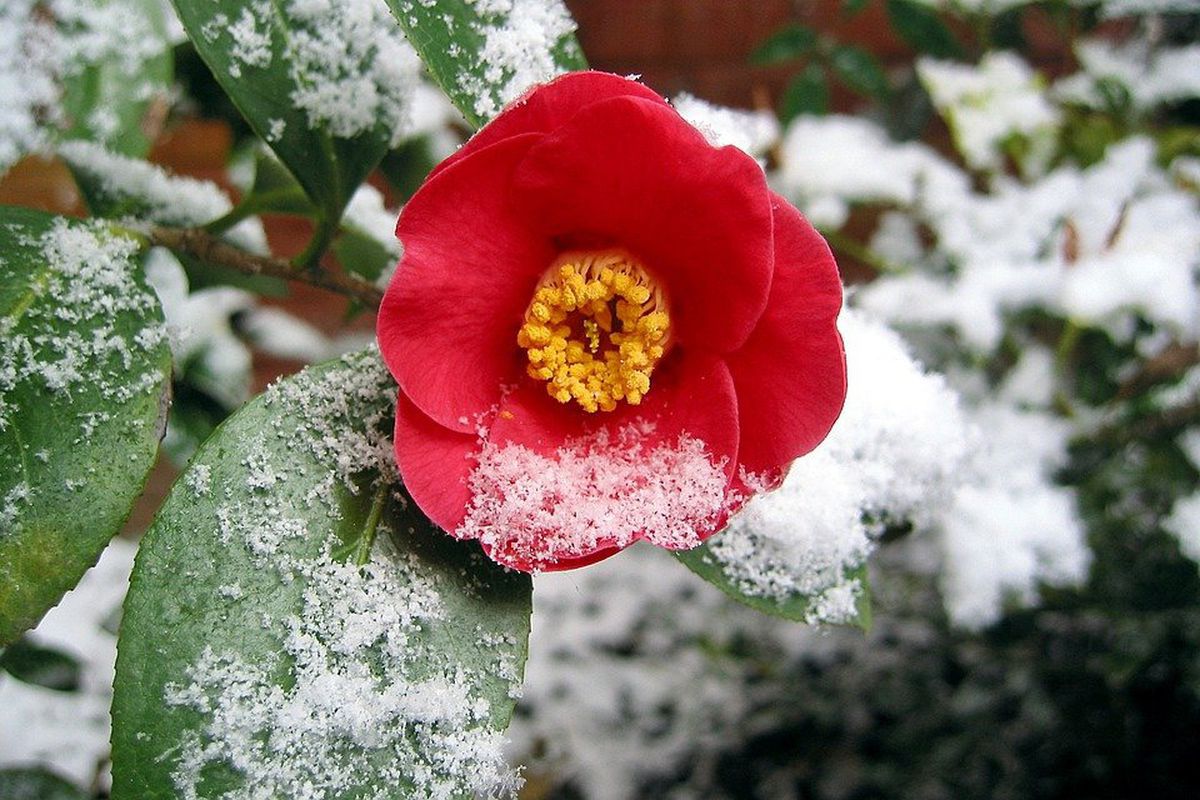 Укриття квітів на зиму: які екземпляри бояться морозу і як правильно їх захистити. Які квіти обов'язково потрібно вкривати на зиму.