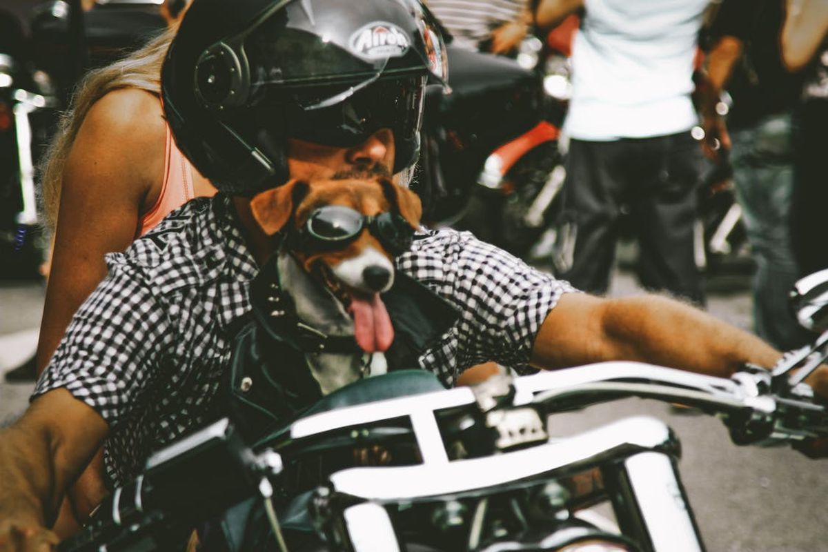 Як безпечно подорожувати на мотоциклі зі своєю собакою — усі необхідні девайси та аксесуари. Деякі з них точно стануть у нагоді.