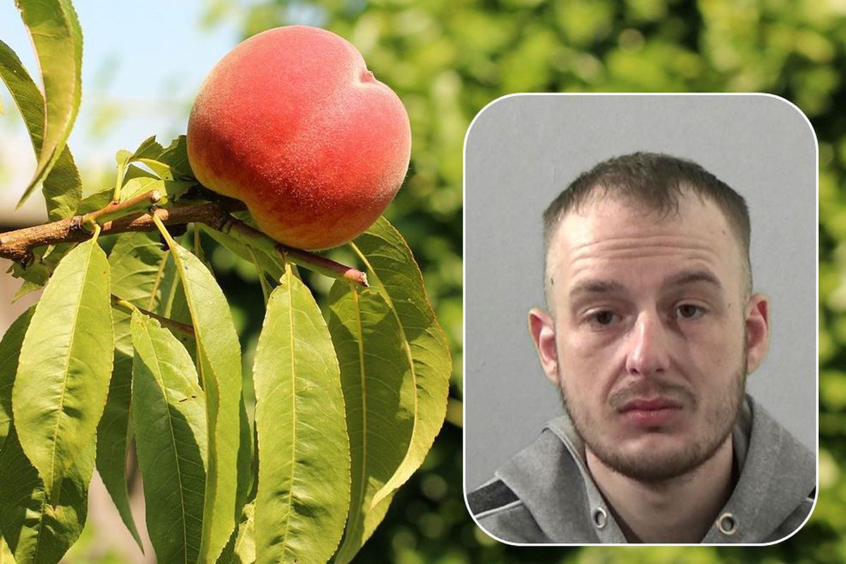 Злочинець здійснив ідеальне пограбування, але видав його звичайний персик. Недоїдений персик, залишений крадієм на міці злочину, допоміг його затримати.