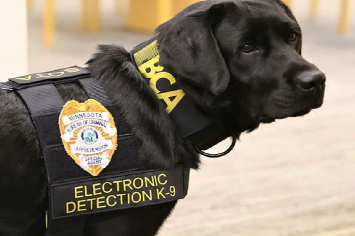 Чорний лабрадор-поліцейський з Міннесоти вміє шукати втрачені флешки і мобільні телефони. Багатьом не завадило б мати такого друга!