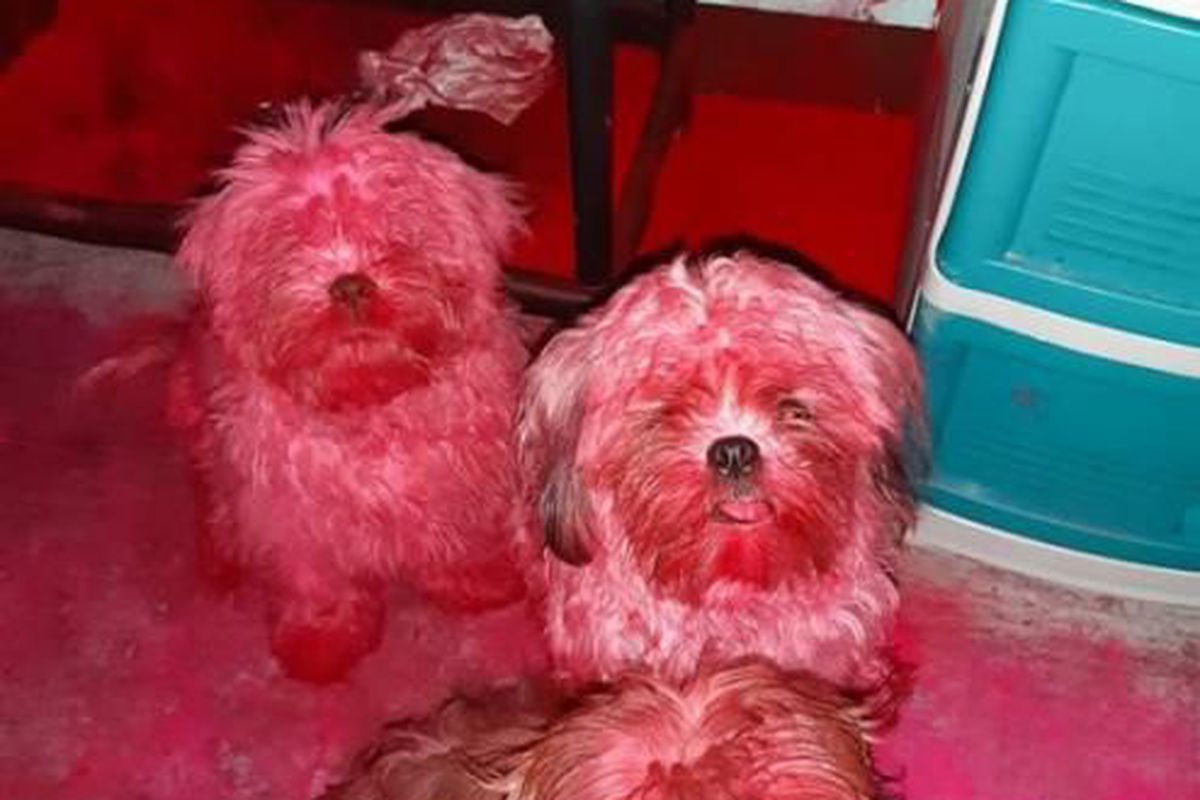 Господиня перелякалась, коли виявила, що шерсть її собак стала червоного кольору — але історія зовсім не кримінальна. Собаки вирішили погратися косметикою.