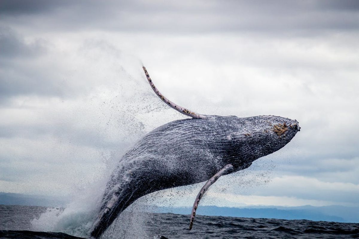 Якщо слухати спів китів, то можна врятувати їх від смерті — висновки американських вчених. Важливо не проґавити цей момент.