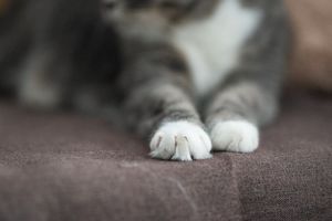 Ефективні засоби лікування маститу у котячих лапках