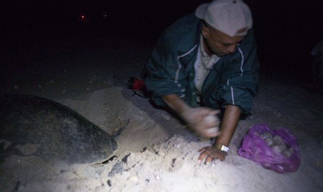 "Шпигунські яйця" з GPS-маячками допомогли відстежити браконьєрів, які розорюють черепашачі гнізда. Захисники дикої природи помістили GPS-трекери в муляжі черепашачих яєць і простежили ланцюжки їх нелегального видобутку і продажу від пляжів до ресторанів Коста-Рики.
