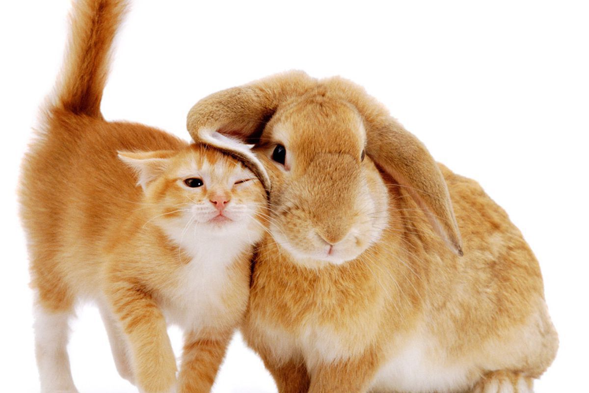 Як подружити кролика з котом — покрокова інструкція знайомства двох улюбленців. Це реально за виконання певних умов.