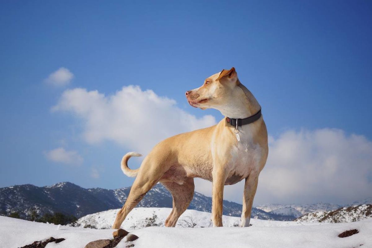 Яка погода подобається собакам найбільше — розбираємось у метеорологічних вподобаннях чотирилапих. У кожного собаки є своя "ідеальна погода".
