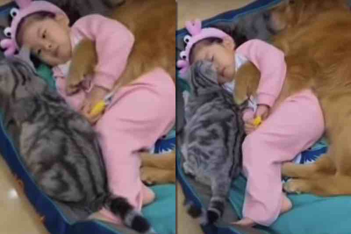 Дівчинка лягає спати з собакою і кішкою, і це наймиліше відео, яке ви сьогодні побачите. Тріо, від мімімішності якого стає тепло на душі.