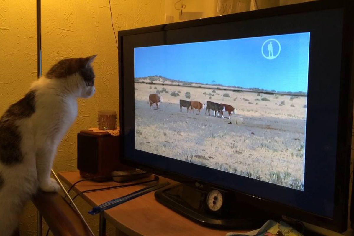 Чи бачать тварини зображення на екрані телевізора. Що бачать кішки і собаки, коли дивляться телевізор.