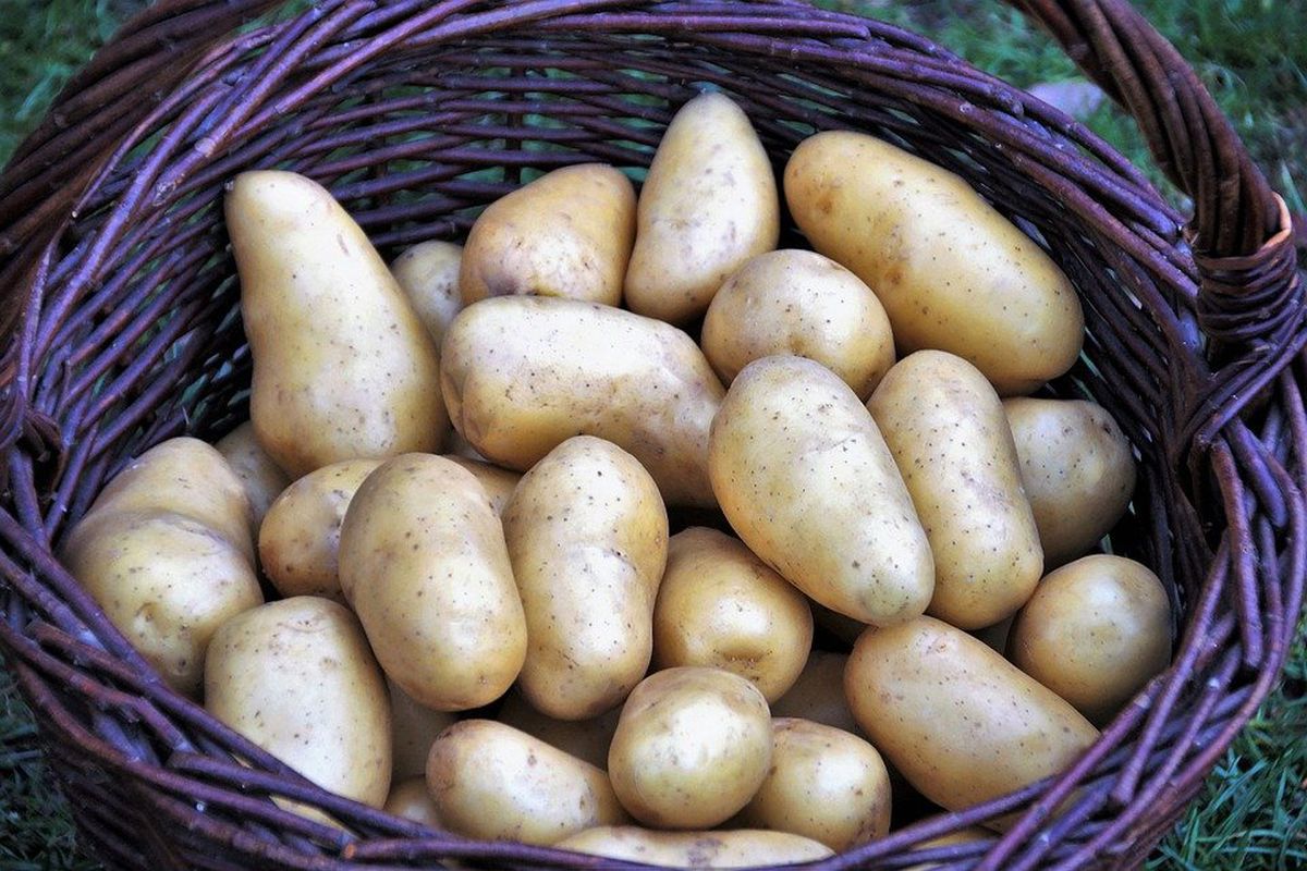 Найнеймовірніші способи застосування картоплі в побуті, про які ви точно не здогадувалися. 9 магічних властивостей картоплі.