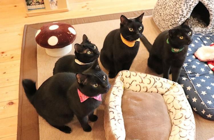 У Японії працює кафе, в яке забобонним людям краще не заходити — там живуть одні чорні коти. Заклад став справжнім притулком для всіх чорних муркотунів Японії.