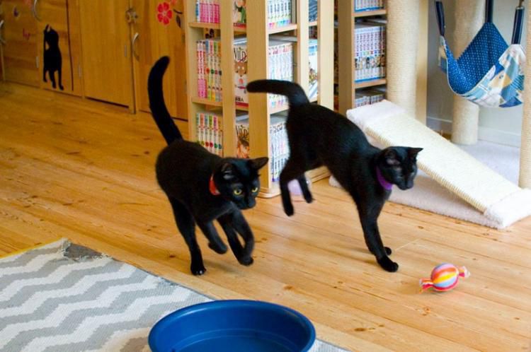 У Японії працює кафе, в яке забобонним людям краще не заходити — там живуть одні чорні коти. Заклад став справжнім притулком для всіх чорних муркотунів Японії.