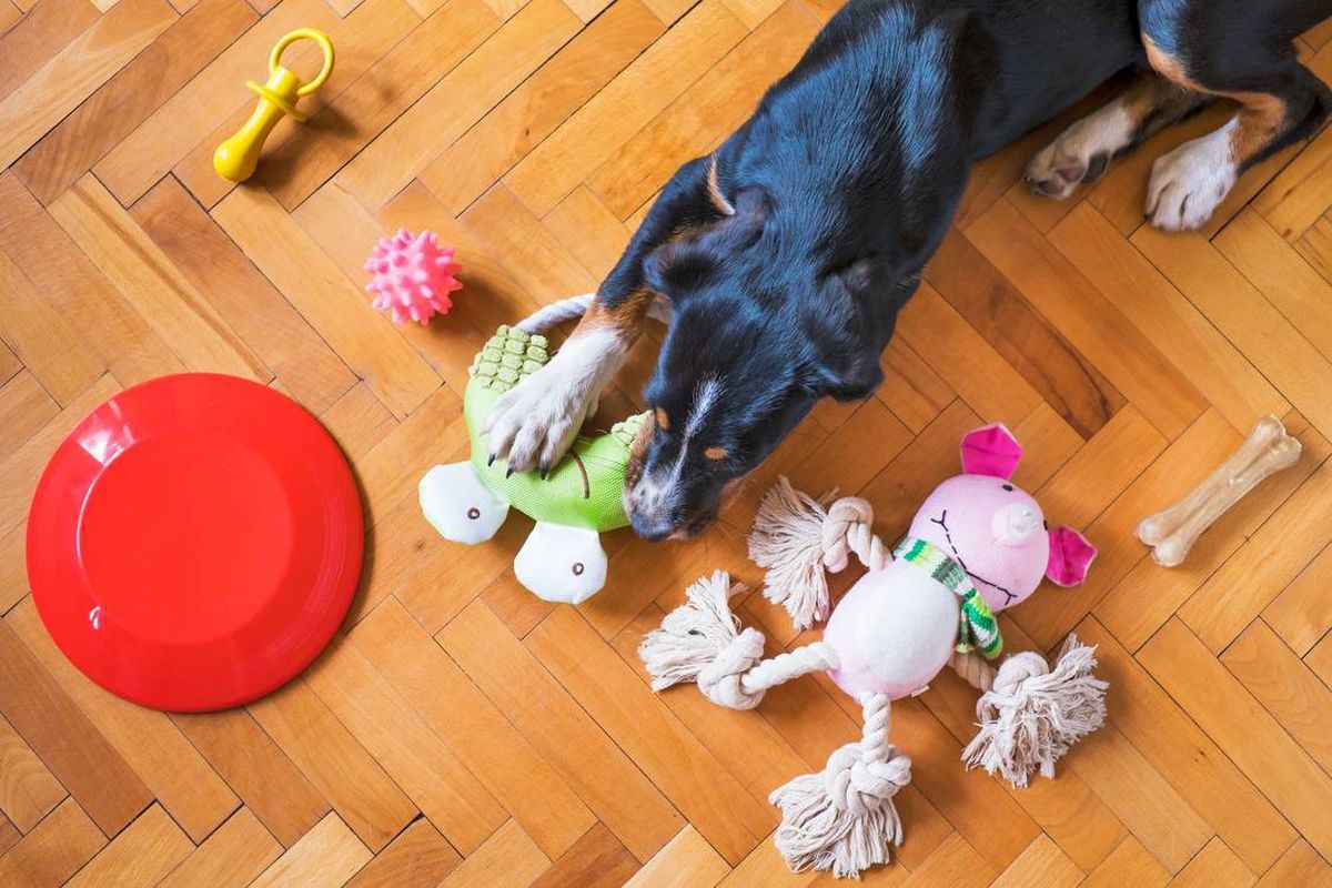Для чого песики несуть іграшки до ніг своїх господарів — розбираємось у собачих "дивацтвах". Будь-яка дія з боку чотирилапих має своє пояснення.
