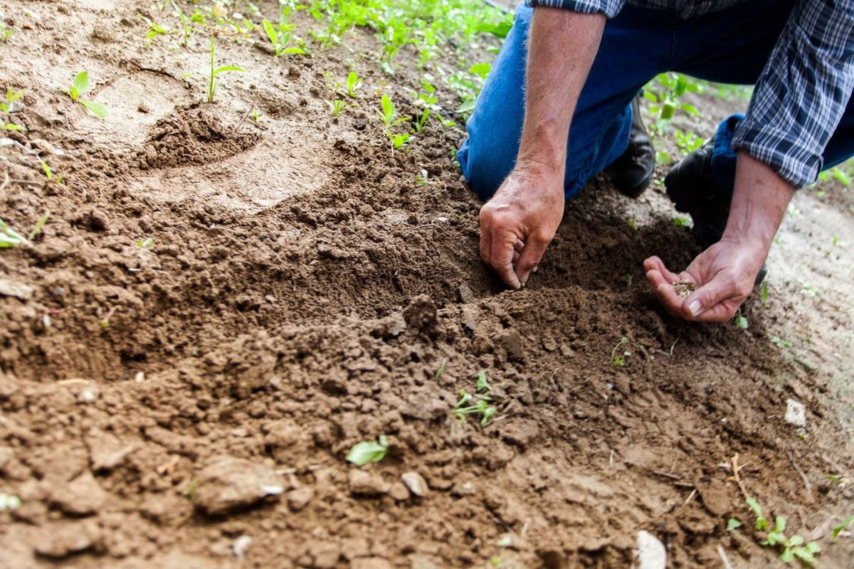 Для чого дачники залишають на грядках коріння капусти і помідорів до весни. Проміжний варіант для тих, хто хоче помогти своєму ґрунту.