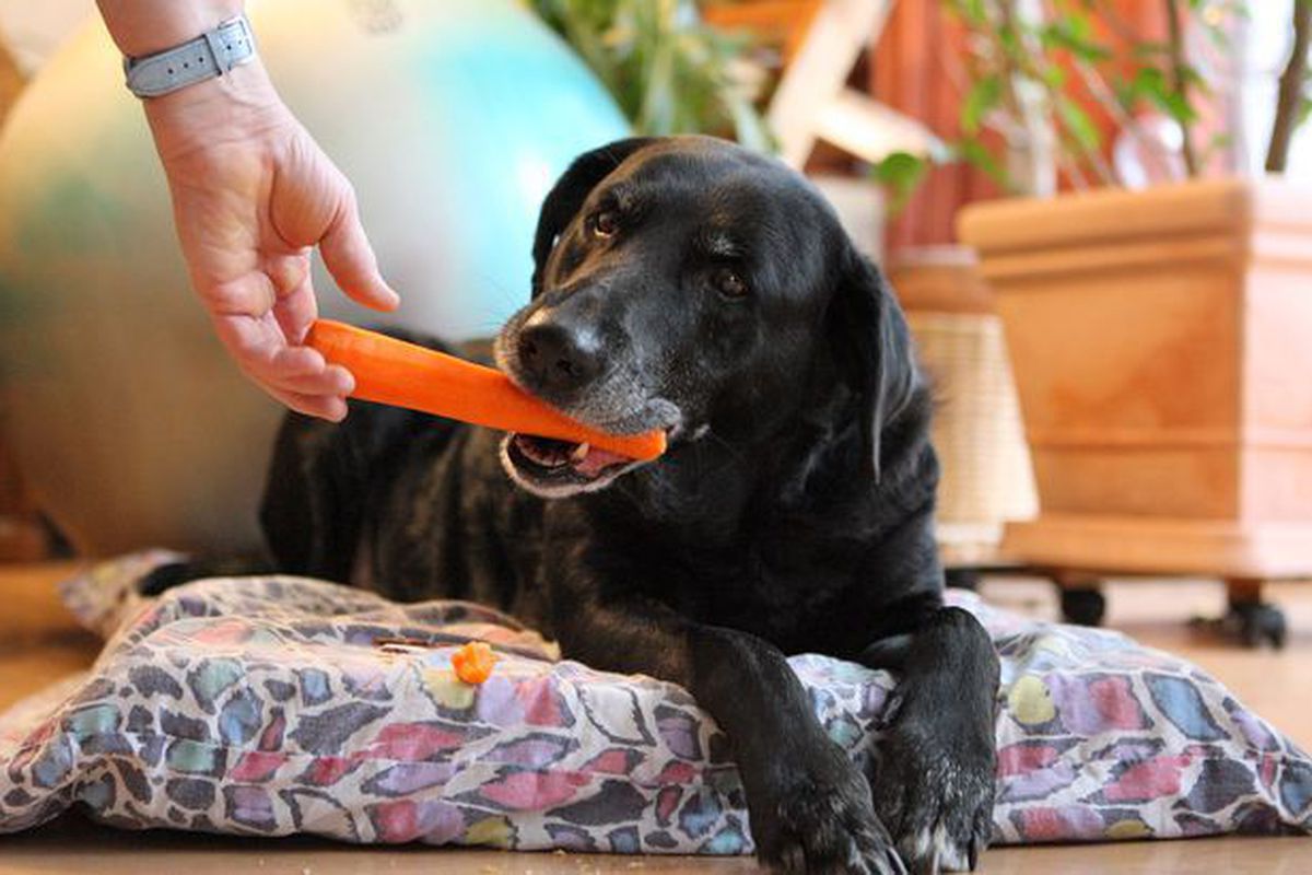 Чи можна давати собакам гризти моркву — є певні нюанси. Наскільки улюблений усіма нами овоч підходить чотирилапим?