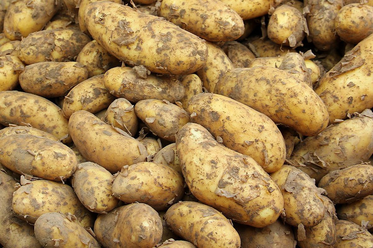 Чому картопля починає гнити після прибирання з городу. Для гниття картоплі після збору урожаю є певні причини.