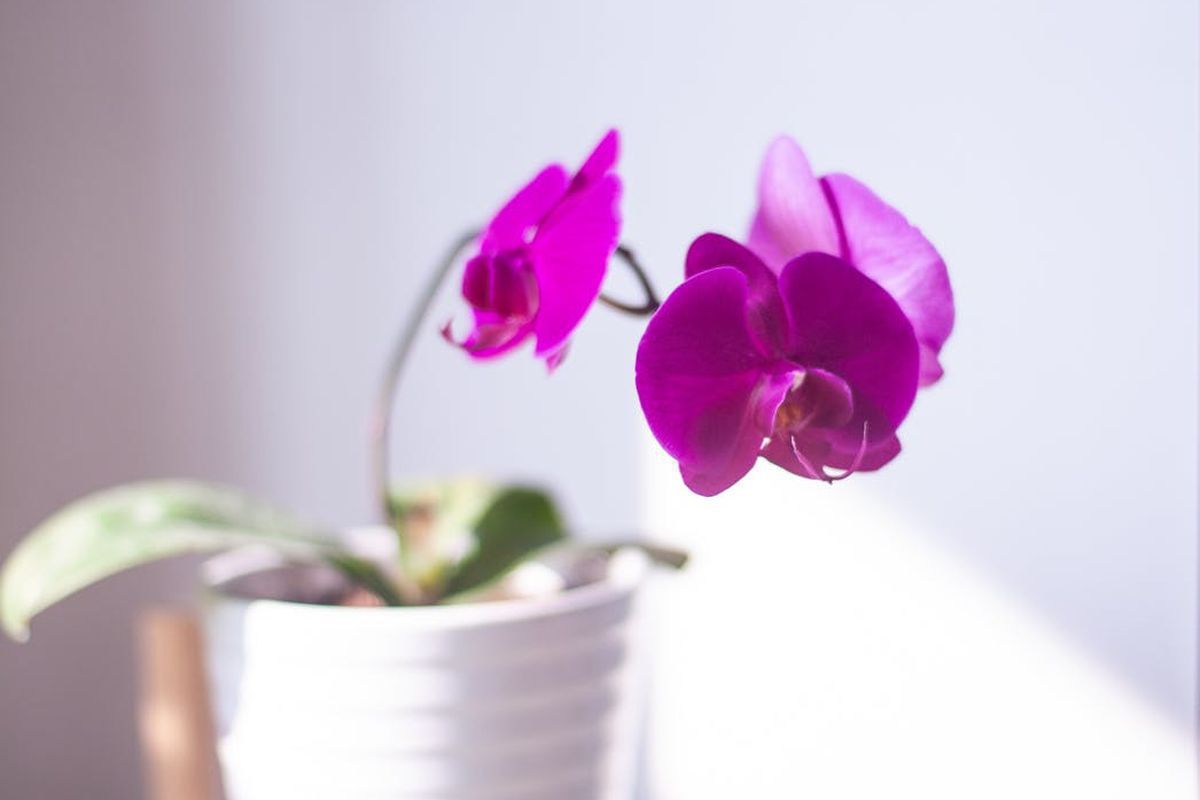 Міфи про догляд за кімнатними орхідеями, через віру у які квітникарі можуть не дочекатися їх квітнення. Квітненню орхідей можуть заважати деякі міфи, у які вірять їх господарі.