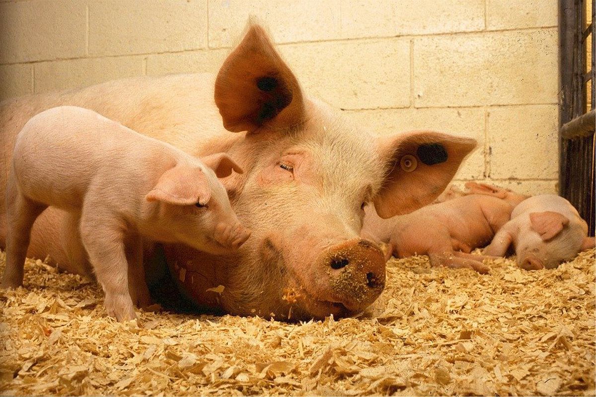 Свиням будують ціле місто на горі в Китаї. Тут тварини будуть врятовані від грипу та чуми.
