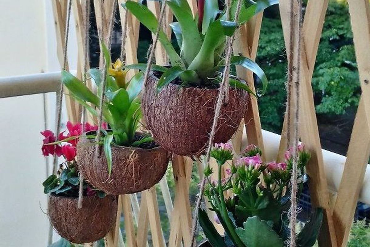 Оригінальний і екологічний спосіб використання кокосової шкарлупи: зробити з неї горщик для квітів. Як зробити горщик з кокосового горіха і які рослини туди посадити.