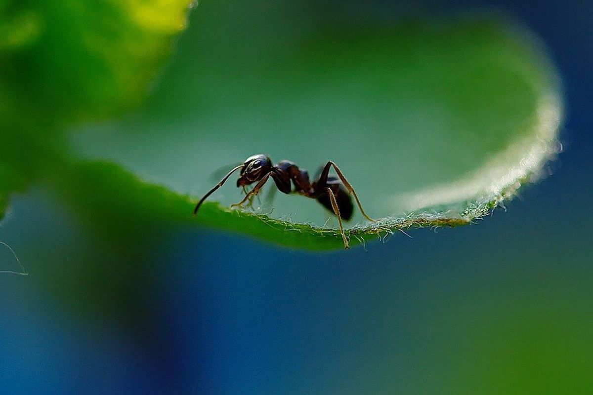 Вчені пояснили силу і витривалість мурах. Чому мурахи такі сильні.