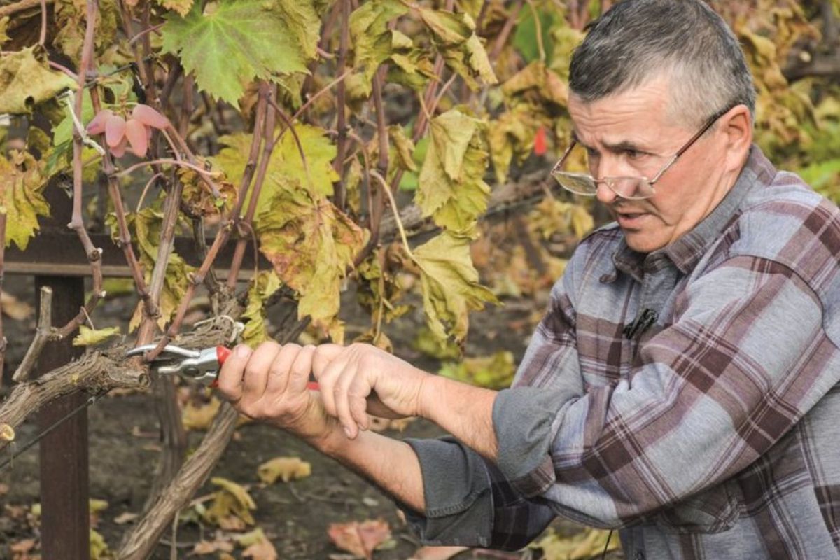 Що треба зробити з виноградом вже у жовтні: 5 важливих справ. У жовтні треба здійснити правильний догляд за виноградом.