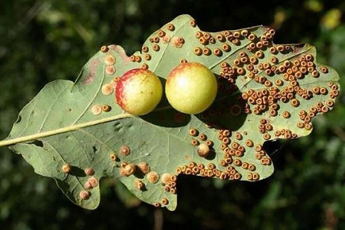 Яку таємницю приховують дивні ягоди, які ростуть прямо на листках дуба. Зелені кульки на листі дуба. Що це?