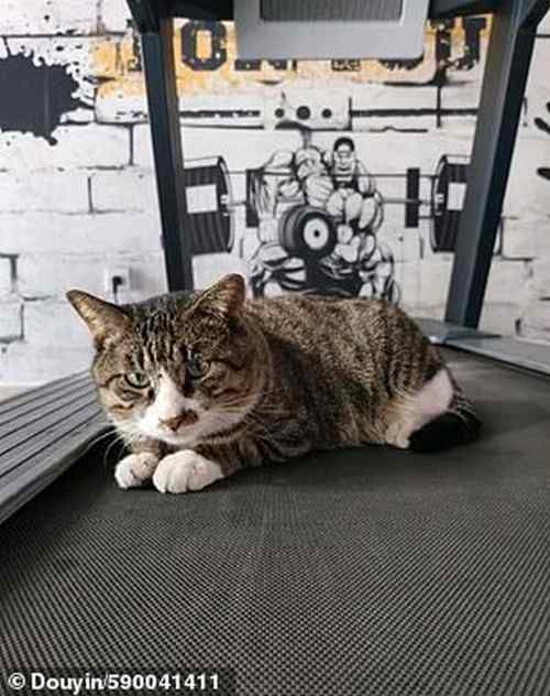 Китайський кіт показав на власному прикладі показав, як треба тренуватися в спортзалі. Котик на прізвисько Маленький Тигр зачарував шанувальників фітнесу своїм тренуванням.
