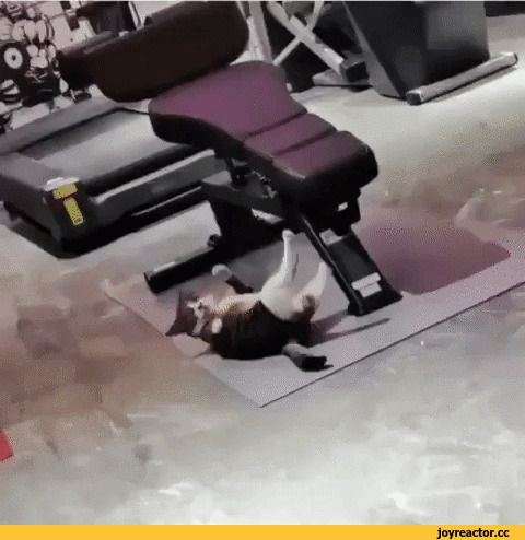 Китайський кіт показав на власному прикладі показав, як треба тренуватися в спортзалі. Котик на прізвисько Маленький Тигр зачарував шанувальників фітнесу своїм тренуванням.
