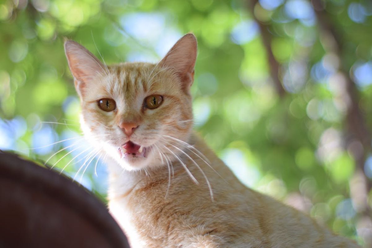 Ветеринари попередили, якими небезпечними хворобами вас може заразити кіт. Ось чому ветлікарі категорично проти ніжностей з котиками.