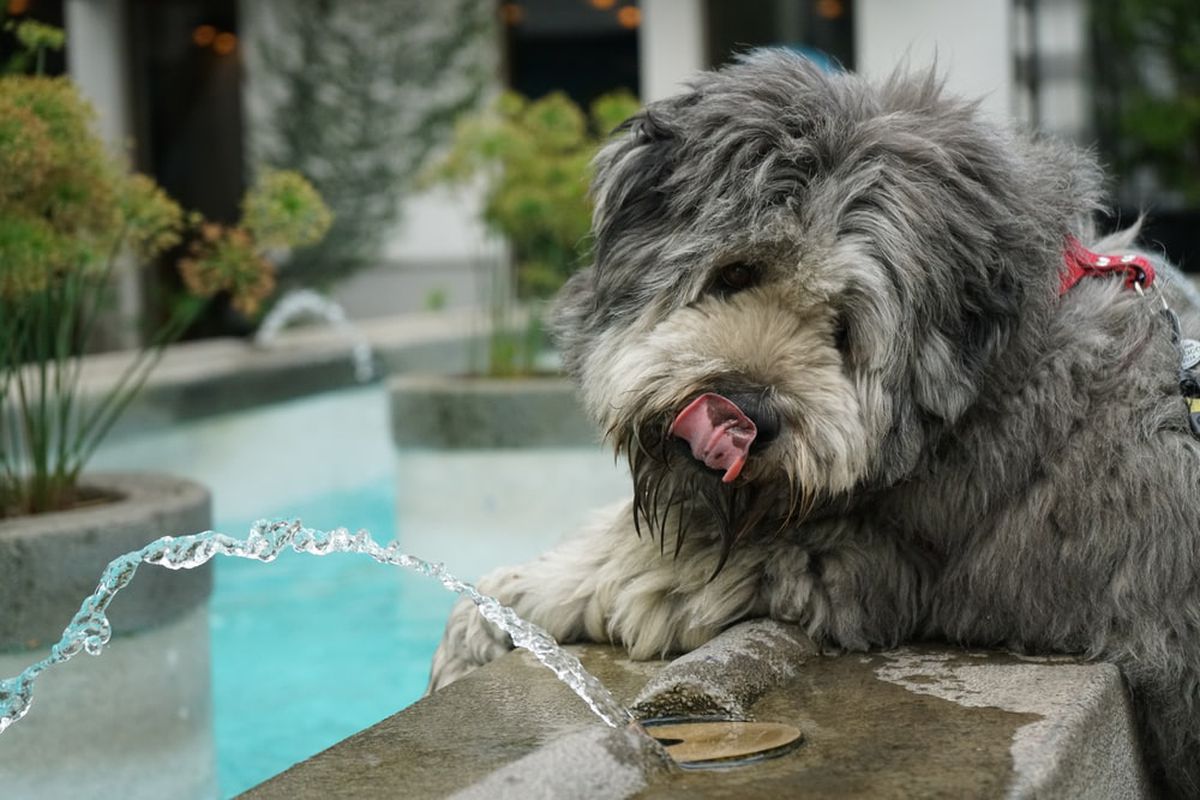 Чому собака п'є надто багато води і чи шкідливо це для здоров'я. З яких причин собака п'є багато води.
