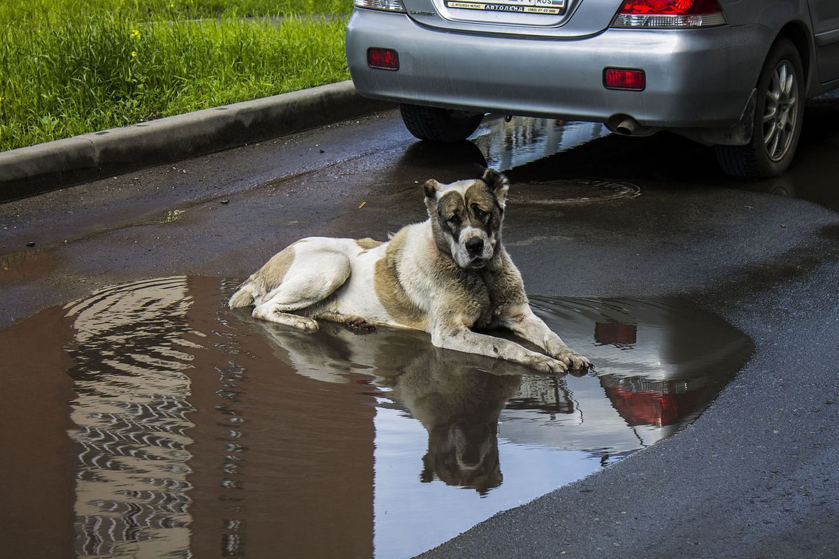 Чи потрібно вигулювати собаку в дощову погоду. Потрібно навчити собаку гуляти під дощем і не боятися його.