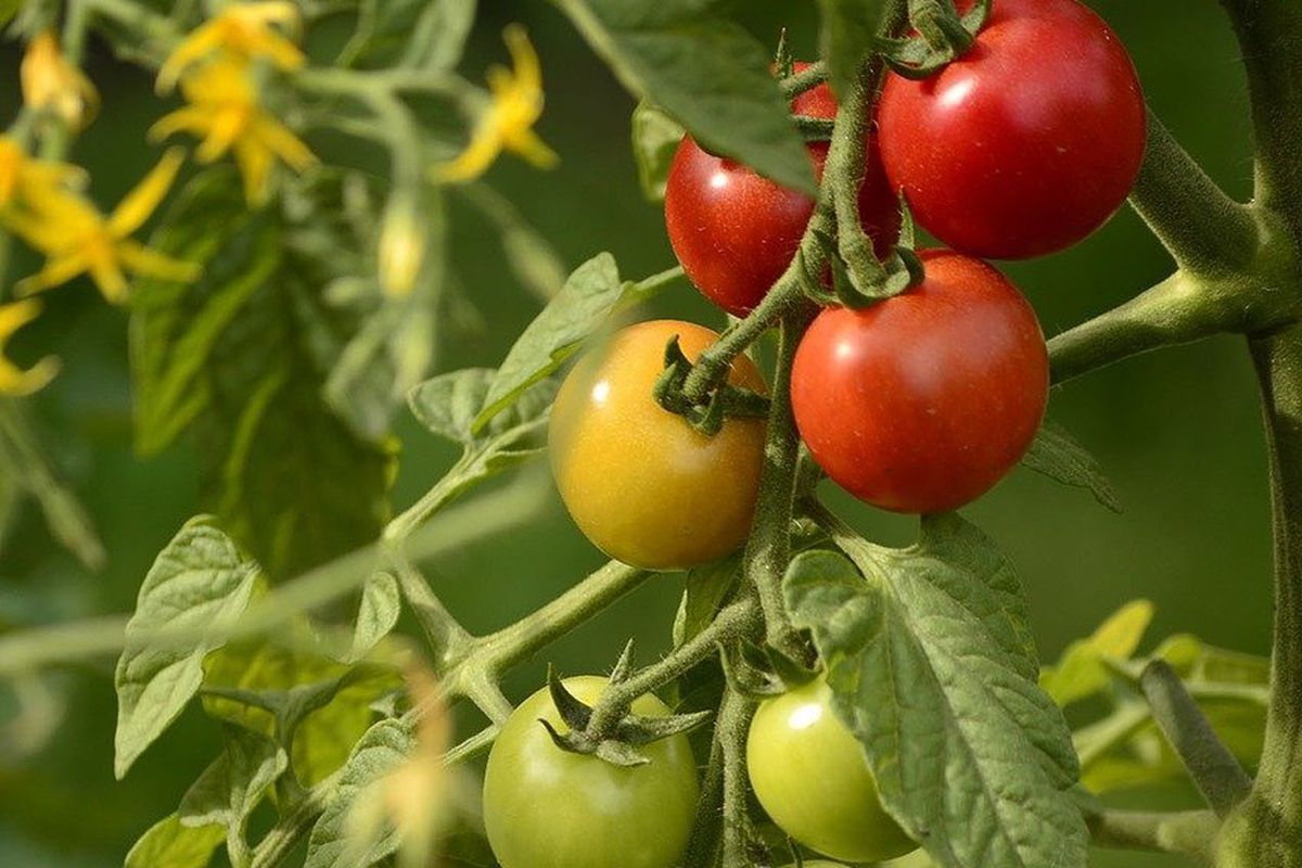 Вчені обдурили помідори і домоглися підвищення врожайності. Помідорам вселили помилкові спогади про посуху.