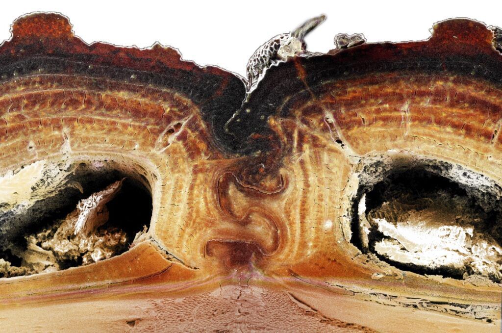 Не розчавлюваного жука не переїде навіть автомобіль — вчені пояснили, у чому секрет міцності комахи. Дослідники мають намір застосувати секрет міцності таких жуків в інженерії.