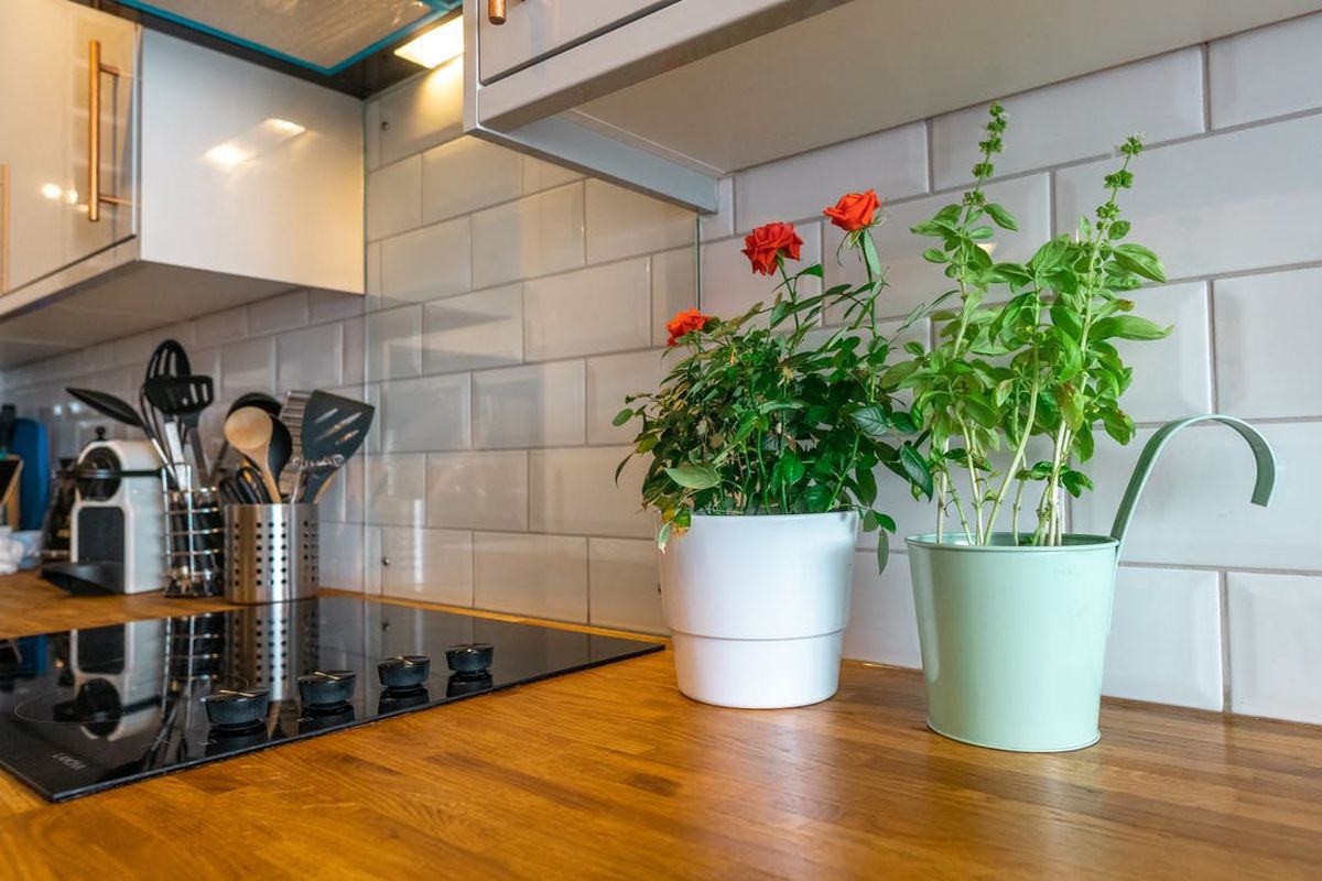 Які рослини ідеально підійдуть для вашої кухні — 6 невибагливих і стильних варіантів. Через високу температуру і вологість кухня — одне з найбільш непростих місць у кожному домі.