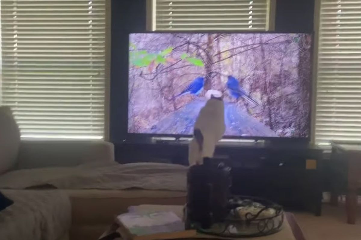 Кішечка вирішила згадати, що вона хижачка і спробувала спіймати пару птахів і все б нічого, але вони були у телевізорі. Це відео, яке так сподобалося користувачам в мережі, можна сміливо назвати провал року.