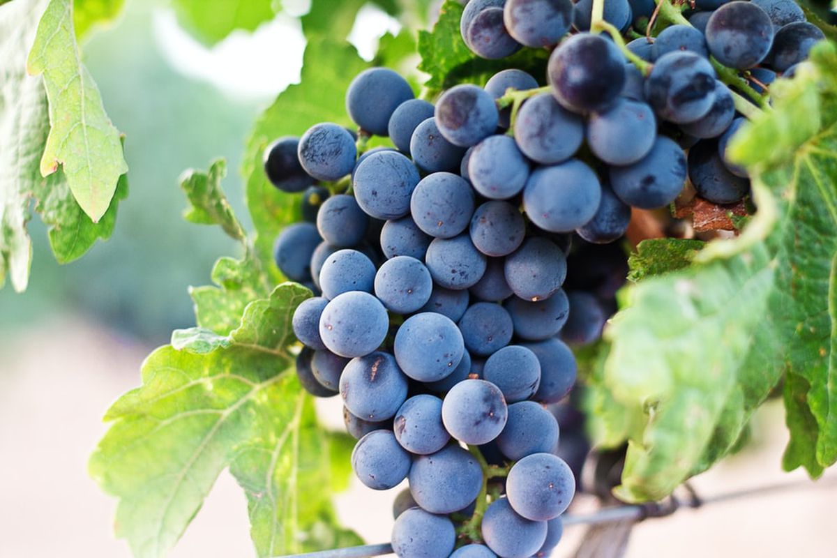 Які доступні матеріали можна використовувати, щоб підготувати виноград до зимівлі. Чим укрити виноград перед зимою.