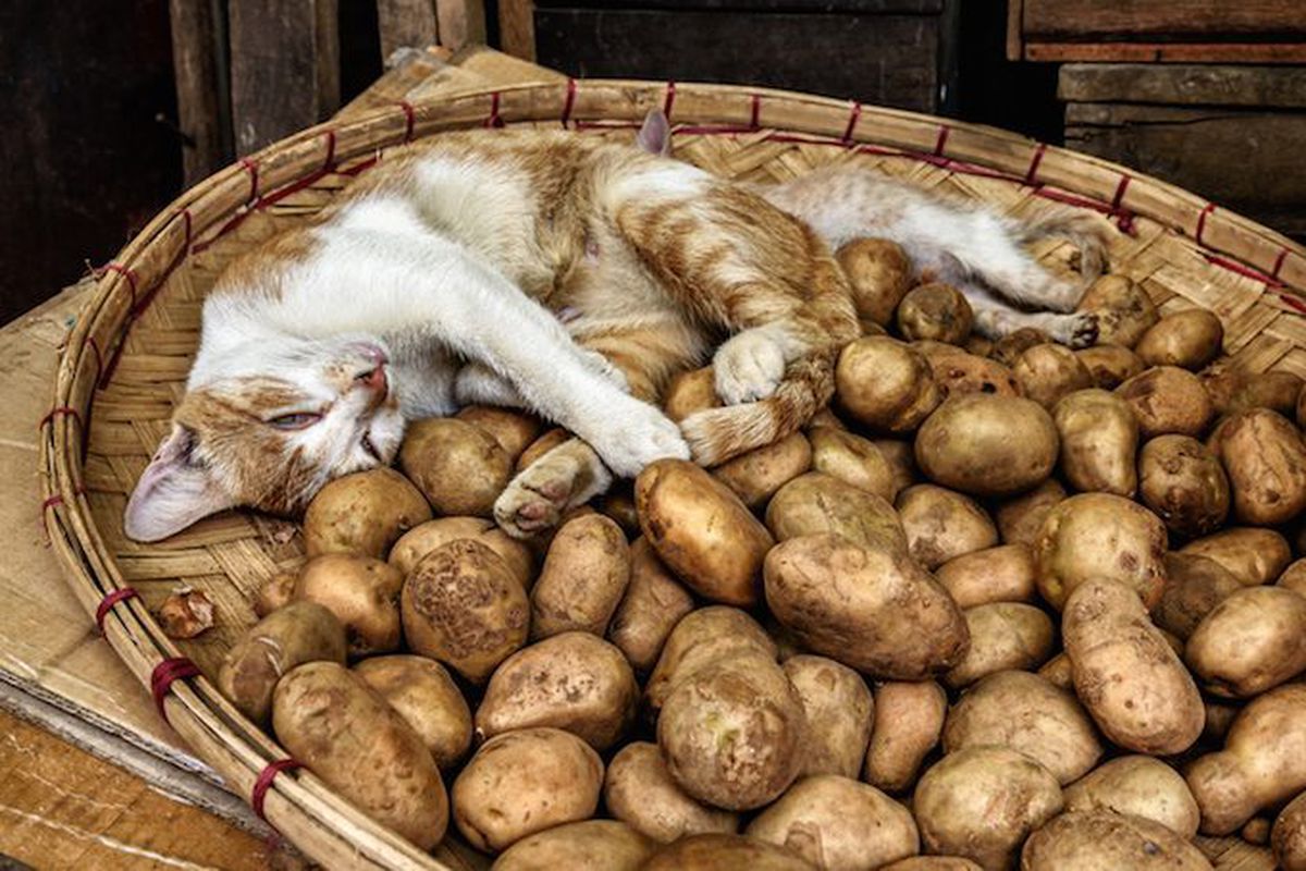 Чи безпечно давати котам картоплю — є певні нюанси. Усе не так однозначно, як із деякими іншими продуктами.