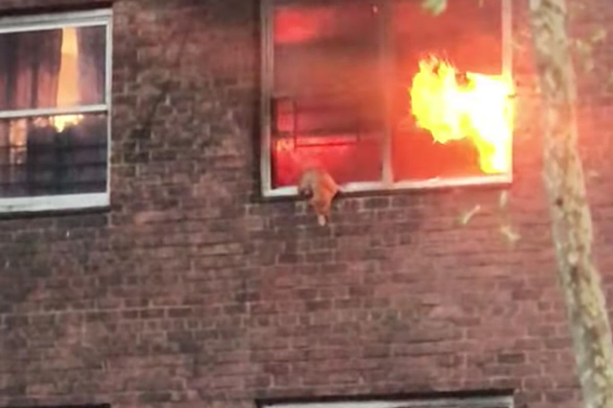 Котик вирішив не чекати порятунку і самостійно вибрався з квартири яку повністю охопив вогонь. Відео з котом, який стрибає з палаючого вікна в руки рятувальникам розчулило мережу.