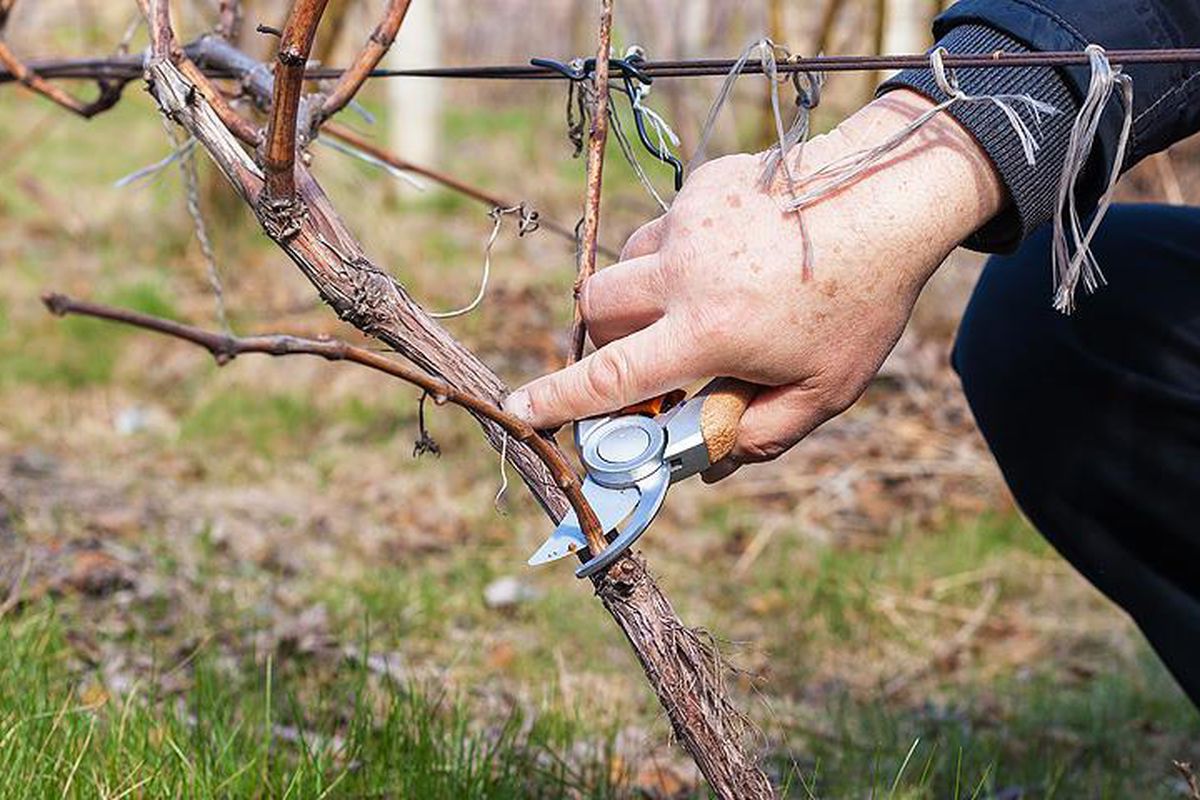 Обрезаем виноград весной видео для начинающих