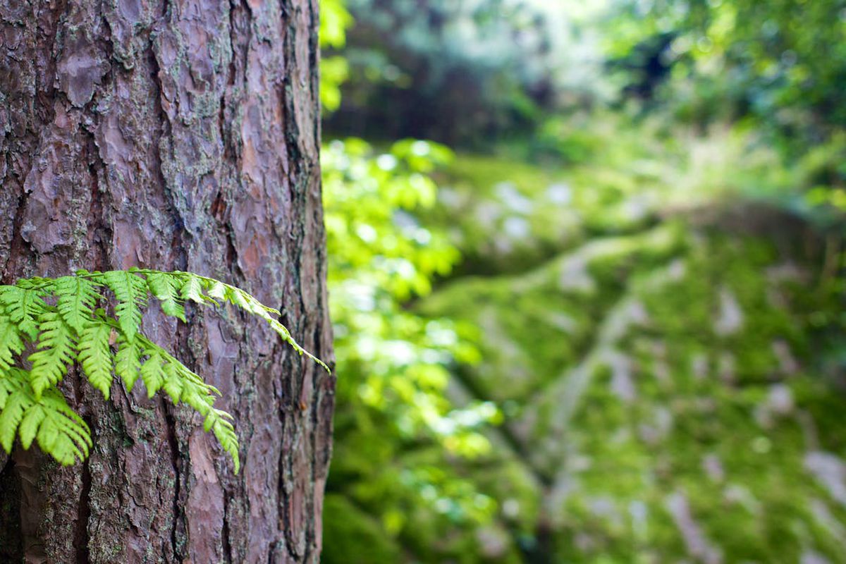 Як урятувати кору дерева від розтріскування — 6 народних способів. Порятунок без великих затрат.