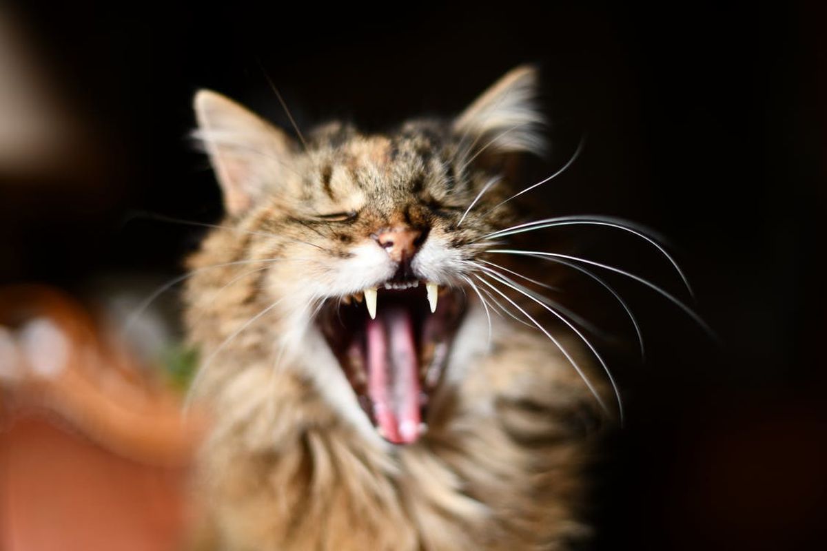 5 фактів про котячі зуби, які вас здивують. Безпосередній вплив на зуби муркотунів має їхня належність до хижаків.