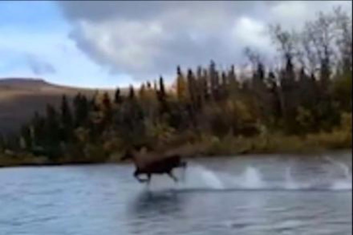 Дівчина зняла на відео лося, який біжить по воді і не тоне — схоже, на тварину закони фізики не діють. Деякі глядачі навіть засумнівалися у справжності цього відео.
