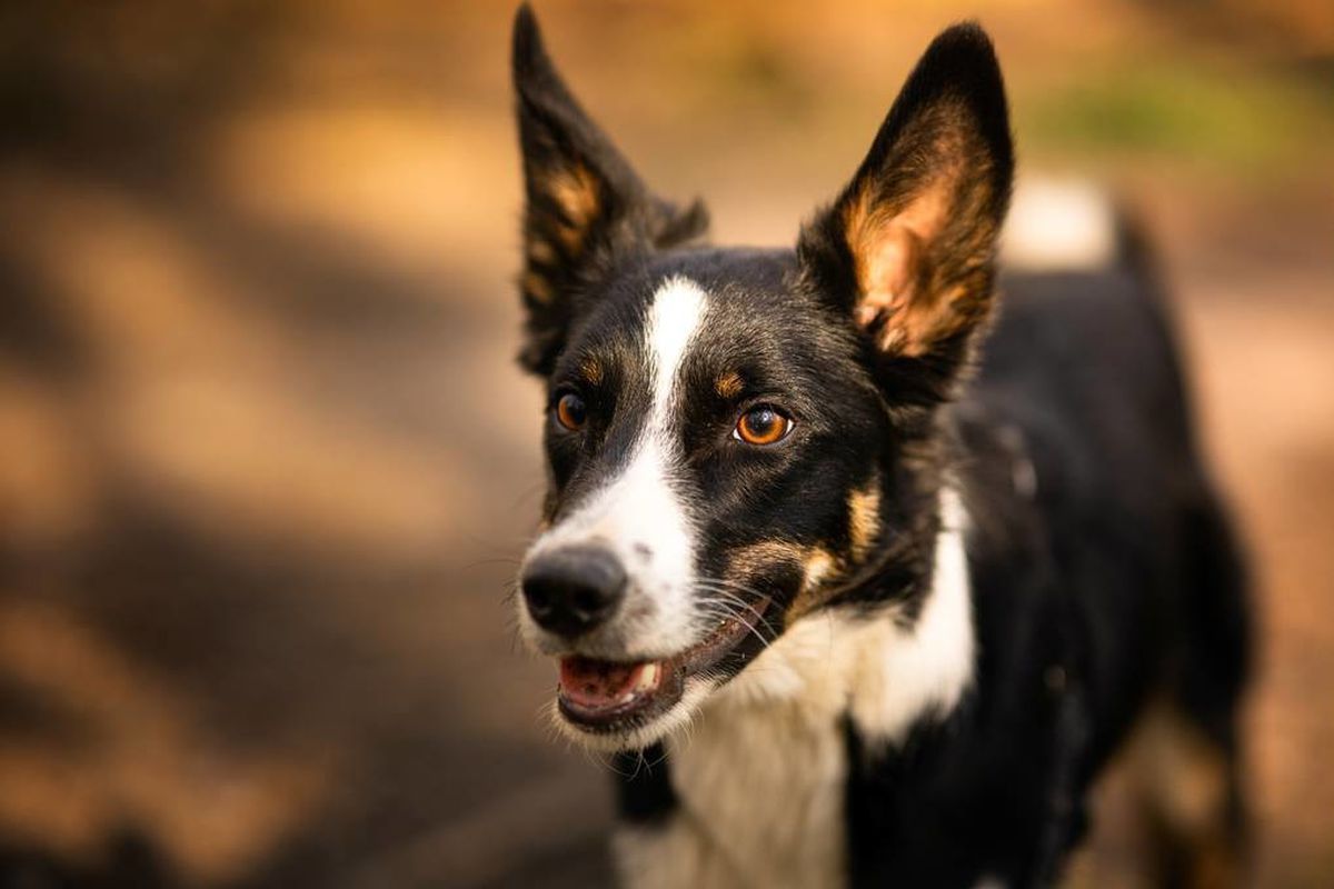 Який слух у собак, і чим він відрізняється від людського. Є певні відмінності.