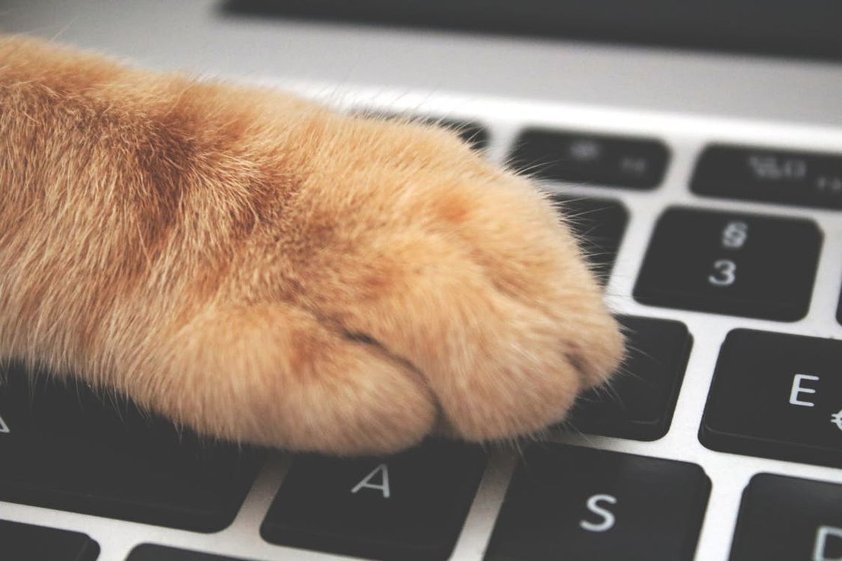 Чому кіт любить лягати на ваш ноутбук, коли ви працюєте. З цього приводу висловилося багато фахівців.