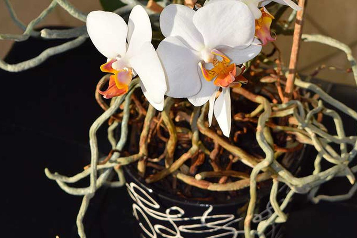 Чому корені орхідеї вилазять з горщика та ростуть вгору: 2 основні причини. На які проблеми можуть вказувати корені, які вилазять з горщика та що з цим робити.